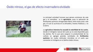 Óxido nitroso, el gas de efecto invernaderoolvidado
La principal actividad humana que genera emisiones de este
gas a la atmosfera es la agricultura, pues la aplicación de
fertilizantes químicos nitrogenados libera, entre otras cosas este
gas, el cual se acumula en la atmosfera, mantos freáticos y en
la tierra.
La agricultura intensiva ha causado la esterilidad de los suelos,
donde el nitrógeno natural del suelo ya no está disponible para
las plantas. Por lo que para asegurar la productividad de los
cultivos se agregan grandes cantidades de fertilizantes
químicos los cuales estimulan microbios en el suelo que
convierten el nitrógeno en el dañino óxido nitroso.
 