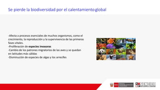 Se pierde la biodiversidad por el calentamientoglobal
-Afecta a procesos esenciales de muchos organismos, como el
crecimiento, la reproducción y la supervivencia de las primeras
fases vitales.
-Proliferación de especies invasoras
-Cambio de los patrones migratorios de las aves y se quedan
en latitudes más cálidas
-Disminución de especies de algas y los arrecifes
 