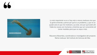 BIODIVERSIDAD
Lo más importante no es si hay más o menos medusas sino que
la gente entienda y piense por qué es un problema, y que no se
quede solo en que me molestan y ya está, sino por qué están ahí.
Todas las causas son humanas y tenemos que ser conscientes de
tomar medidas para que no vaya a más.
Macarena Marambio, coordinadora e investigadora del proyecto
‘Alerta medusas’ del Instituto de Ciencias del Mar.
 