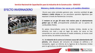 EFECTO INVERNADERO
Metano y óxido nitroso: las vacas y el cambio climático
Ocurre que estos animales generan esta enorme cantidad de gas
metano y óxido nitroso en sus peculiares aparatos digestivos que
expulsan a través de flatulencias o eructos.
El metano es un gas 20 veces más nocivo para el calentamiento
global que el CO2, principalmente producido por la quema de
combustibles fósiles.
En países desarrollados como los Estados Unidos, donde se las
alimenta con maíz y soja en lugar de pasto, las vacas se han
convertido en una seria amenaza al medio ambiente, al mismo nivel
que los autos, los aviones y los trenes.
Así, la industria de la carne es la tercera causa del calentamiento del
planeta, sólo después del consumo de energía en edificios y el
transporte, según un informe de la Agencia de la Naciones Unidas
para la agricultura y la alimentación (FAO).
 