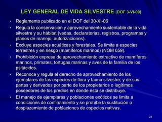 LEY GENERAL DE VIDA SILVESTRE (DOF 3-VI-00)
• Reglamento publicado en el DOF del 30-XI-06
• Regula la conservación y aprovechamiento sustentable de la vida
silvestre y su hábitat (vedas, declaratorias, registros, programas y
planes de manejo, autorizaciones).
• Excluye especies acuáticas y forestales. Se limita a especies
terrestres y en riesgo (mamíferos marinos) (NOM 059).
• Prohibición expresa de aprovechamiento extractivo de mamíferos
marinos, primates, tortugas marinas y aves de la familia de los
psitácidos.
• Reconoce y regula el derecho de aprovechamiento de los
ejemplares de las especies de flora y fauna silvestre, y de sus
partes y derivados por parte de los propietarios o legítimos
poseedores de los predios en donde ésta se distribuye.
• El manejo de ejemplares y poblaciones exóticos se limita a
condiciones de confinamiento y se prohíbe la sustitución o
desplazamiento de poblaciones de especies nativas.
21
 
