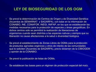 LEY DE BIOSEGURIDAD DE LOS OGM
• Se prevé la determinación de Centros de Origen y de Diversidad Genética
(Acuerdos de SEMARNAT y SAGARPA), con base en la información de
CONABIO, INE, CONAFOR, INEGI, INIFAP, en los que se establecerán las
medidas necesarias para la protección de especies y áreas geográficas. En
dichos centros solo se permitirá la realización de liberaciones de
organismos cuando sean distintos a las especies nativas y siempre que su
liberación no cause afectaciones a la salud o diversidad biológica.
• Se prevé el establecimiento de Zonas Libres de OGMs para la protección
de productos agrícolas orgánicos y otros de interés de las comunidades
que lo soliciten (Acuerdos de SAGARPA), previo dictamen de la CIBIOGEM
y opinión de la CONABIO.
• Se prevé la publicación de listas de OGMs.
• Se establecen las bases para un régimen de protección especial del maíz.
33
 