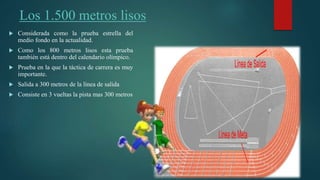 Los 1.500 metros lisos
 Considerada como la prueba estrella del
medio fondo en la actualidad.
 Como los 800 metros lisos esta prueba
también está dentro del calendario olímpico.
 Prueba en la que la táctica de carrera es muy
importante.
 Salida a 300 metros de la línea de salida
 Consiste en 3 vueltas la pista mas 300 metros
 