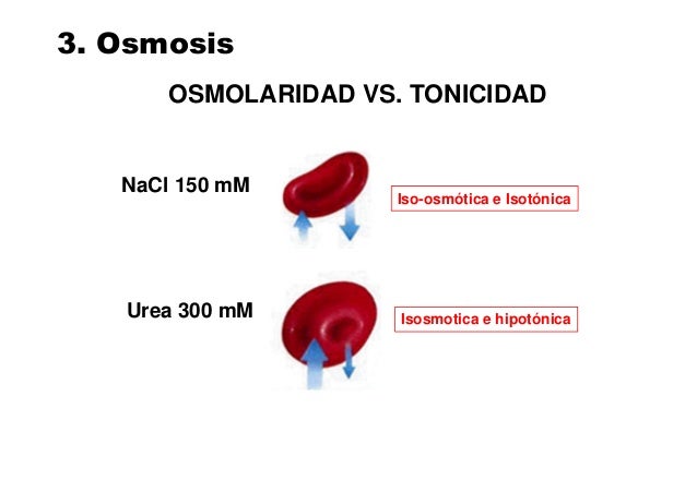 Resultado de imagen para solucion isoosmotica
