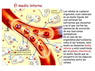 Las células se cualquier organismo viven inmersas en un medio líquido del cual obtienen los nutrientes que necesitan y en el que vierten las sustancias de excreción de sus reacciones metabólicas. En el caso de los organismos pluricelulares, como el ser humano, este medio se denomina  medio interno  y está constituido por el  plasma intersticial , un medio líquido que se encuentra en los espacios existentes entre las células. El medio interno 