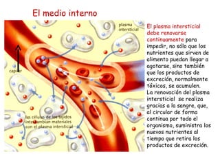 El plasma intersticial debe renovarse continuamente  para impedir, no sólo que los nutrientes que sirven de alimento puedan llegar a agotarse, sino también que los productos de excreción, normalmente tóxicos, se acumulen. La renovación del plasma intersticial  se realiza gracias a la sangre, que, al circular de forma continua por todo el organismo, suministra los nuevos nutrientes al tiempo que retira los productos de excreción. El medio interno 