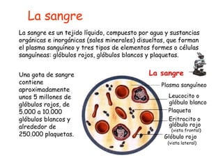 La sangre es un tejido líquido, compuesto por agua y sustancias orgánicas e inorgánicas (sales minerales) disueltas, que forman el plasma sanguíneo y tres tipos de elementos formes o células sanguíneas: glóbulos rojos, glóbulos blancos y plaquetas. La sangre Una gota de sangre contiene aproximadamente unos 5 millones de glóbulos rojos, de 5.000 a 10.000 glóbulos blancos y alrededor de 250.000 plaquetas.  