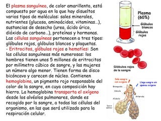 El  plasma sanguíneo , de color amarillento, está compuesto por agua en la que hay disueltos varios tipos de moléculas: sales minerales, nutrientes (glucosa, aminoácidos, vitaminas…), sustancias de desecho (urea, ácido úrico, dióxido de carbono…), proteínas y hormonas. Las  células sanguíneas  pertenecen a tres tipos: glóbulos rojos, glóbulos blancos y plaquetas. -  Eritrocitos ,  glóbulos rojos  o  hematíes : Son las células sanguíneas más numerosas: los hombres tienen unos 5 millones de eritrocitos por milímetro cúbico de sangre, y las mujeres un número algo menor. Tienen forma de disco bicóncavo y carecen de núcleo. Contienen  hemoglobina , un pigmento rojo responsable del color de la sangre, en cuya composición hay hierro. La hemoglobina  transporta el oxígeno  desde los alvéolos pulmonares, donde es recogido por la sangre, a todas las células del organismo, en las que será utilizado para la respiración celular. 