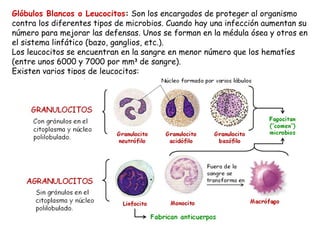 Glóbulos Blancos o Leucocitos :  Son los encargados de proteger al organismo contra los diferentes tipos de microbios. Cuando hay una infección aumentan su número para mejorar las defensas. Unos se forman en la médula ósea y otros en el sistema linfático (bazo, ganglios, etc.). Los leucocitos se encuentran en la sangre en menor número que los hematíes (entre unos 6000 y 7000 por mm 3  de sangre). Existen varios tipos de leucocitos: 