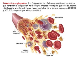 Trombocitos o plaquetas :  Son fragmentos de células que contienen sustancias que permiten la coagulación de la sangre, proceso que impide que esta se escape rápidamente y evita, así, hemorragias mortales. En la sangre hay entre 200.000 y 300.000 plaquetas por milímetro cúbico. 