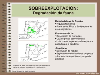 SOBREEXPLOTACIÓN: Degradación da fauna Características de España Riqueza faunística Ponte entre África e Europa para as aves migratorias Consecuencia de: Desecación de humedais Caza e pesca descontrolada Loita contra especies dañinas para a agricultura e a gandería Resultado: Destrución de hábitat Esgotamento de caladoiros de pesca Aumento de especies en perigo de extinción Exemplo de áreas de distribución de dúas especies en perigo de extinción: lince Ibérico (1) e oso Pardo (2). Prof. ISAAC BUZO SÁNCHEZ Fonte: Ministerio de Medio Ambiente 