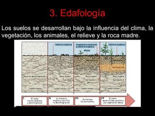 3. Edafología
Los suelos se desarrollan bajo la influencia del clima, la
vegetación, los animales, el relieve y la roca madre.

 