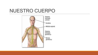 NUESTRO CUERPO

 
