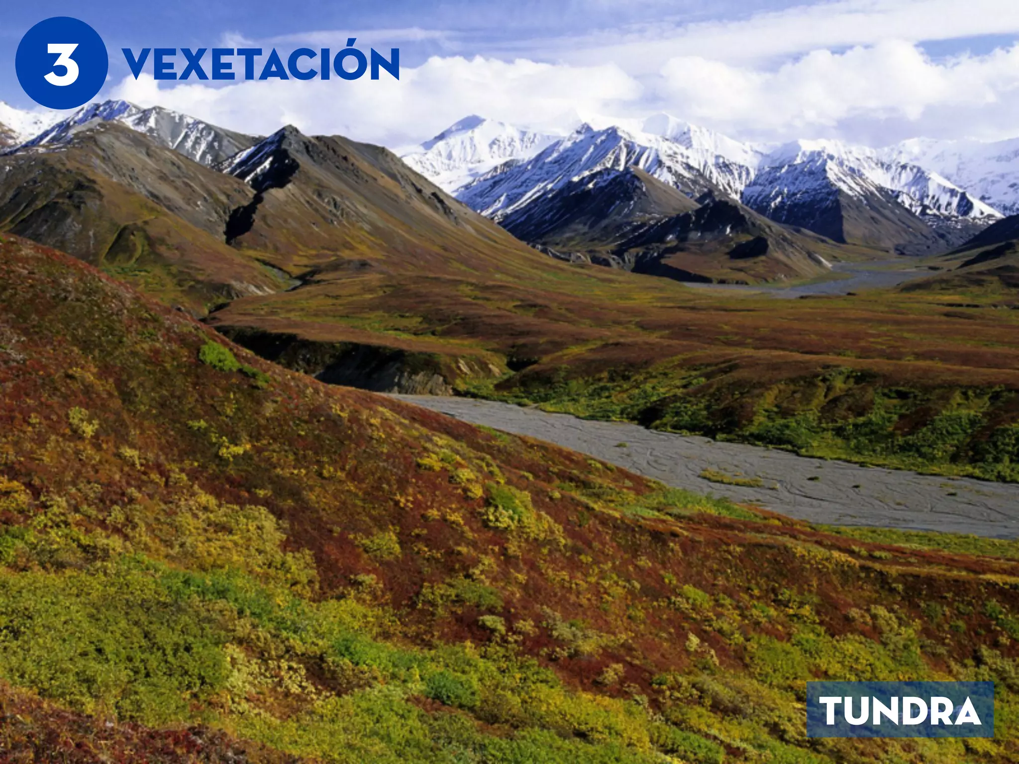 3 VEXETACIÓn
TUNDRA