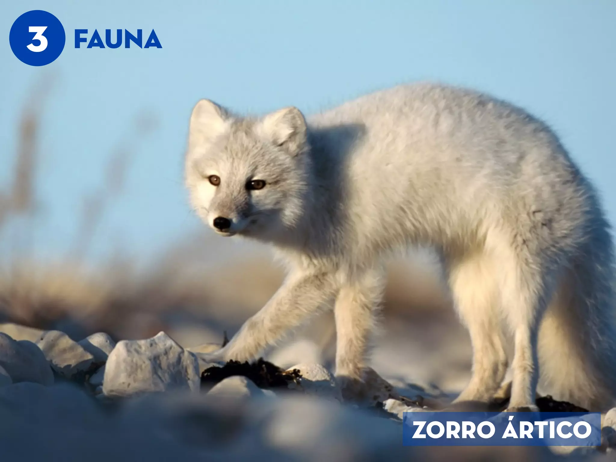 3 FAUNA
ZORRO ÁRTICO