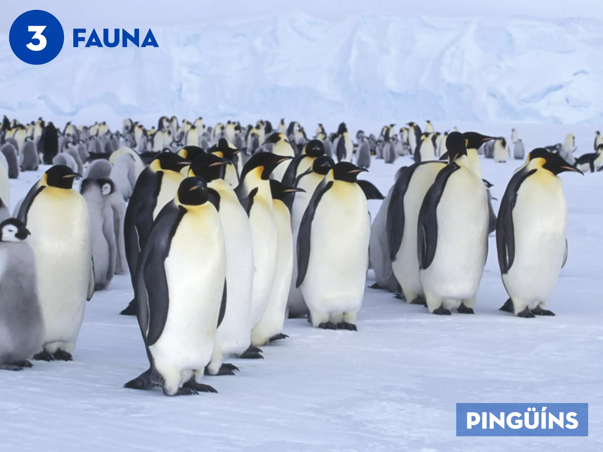 3 FAUNA
PinGüíns