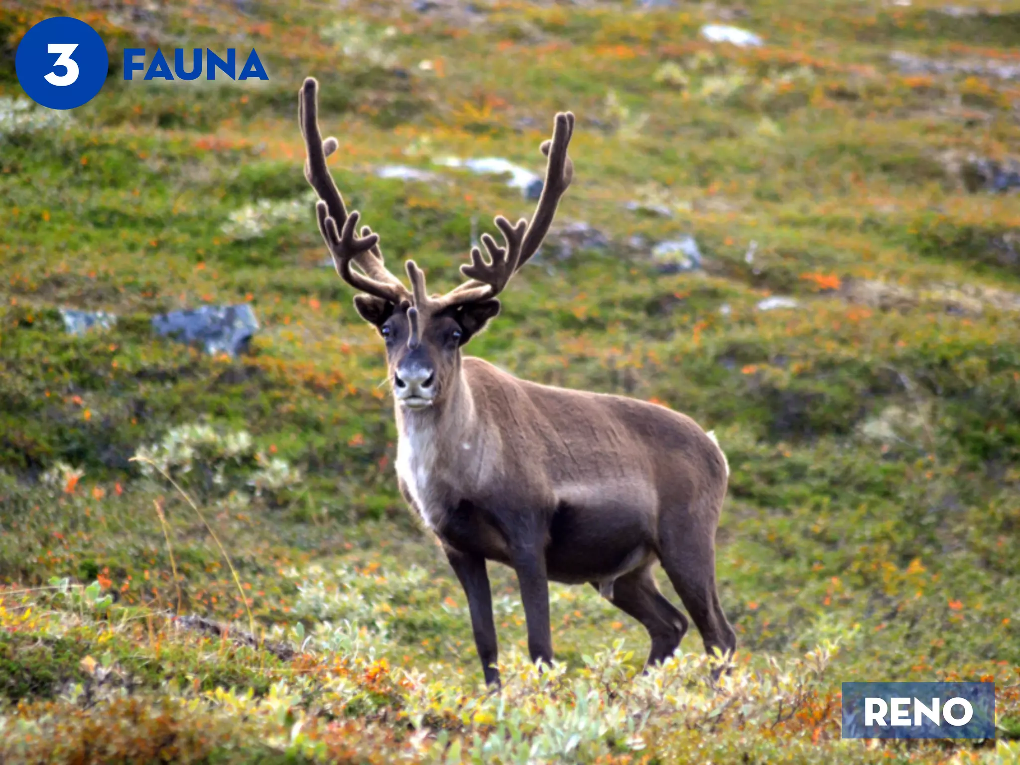 3 FAUNA
RENO