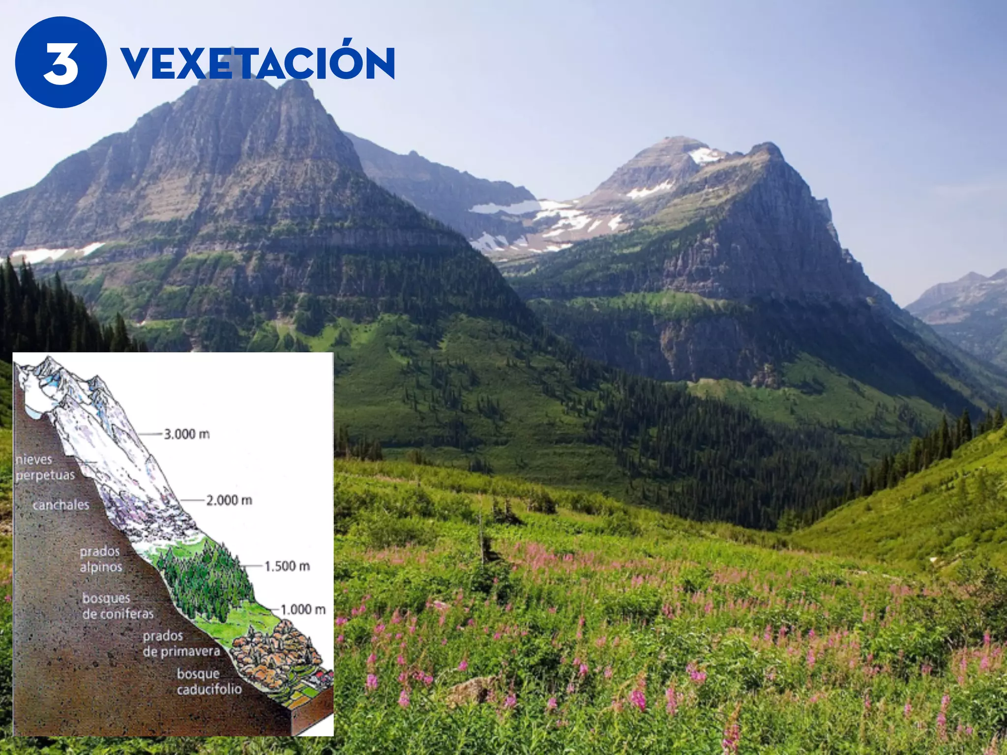 3 VEXETACIÓn