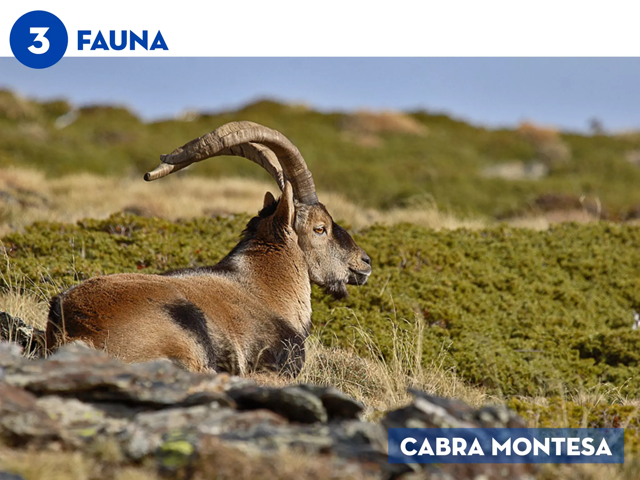 3 FAUNA
cabra montesa