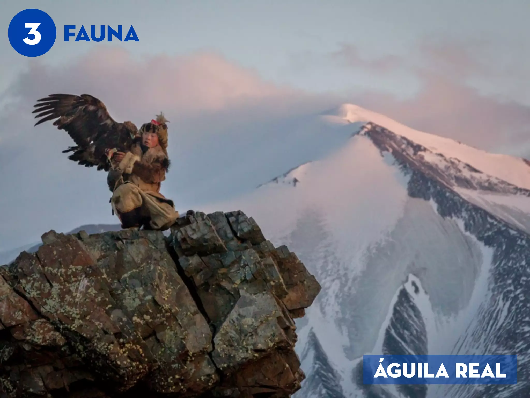 3 FAUNA
ÁGUila real