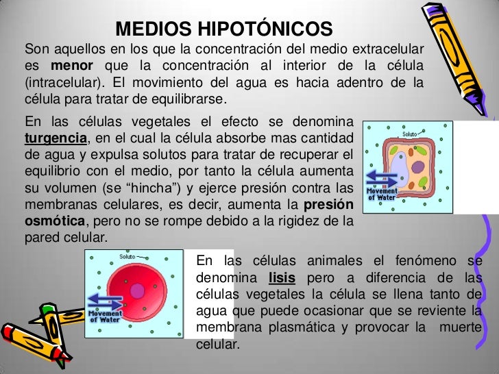 Resultado de imagen para medio isotonico