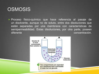 OSMOSIS
 Proceso físico-químico que hace referencia al pasaje de
un disolvente, aunque no de soluto, entre dos disoluciones que
están separadas por una membrana con características de
semipermeabilidad. Estas disoluciones, por otra parte, poseen
diferente concentración.
 