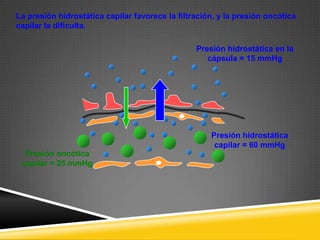Presión hidrostática
capilar = 60 mmHg
Presión oncótica
capilar = 25 mmHg
La presión hidrostática capilar favorece la filtración, y la presión oncótica
capilar la dificulta.
Presión hidrostática en la
cápsula = 15 mmHg
 