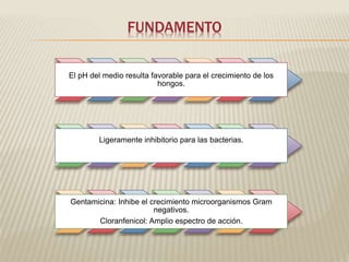 FUNDAMENTO 
El pH del medio resulta favorable para el crecimiento de los 
hongos. 
Ligeramente inhibitorio para las bacterias. 
Gentamicina: Inhibe el crecimiento microorganismos Gram 
negativos. 
Cloranfenicol: Amplio espectro de acción. 
 