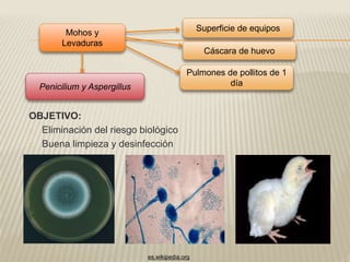 Mohos y 
Levaduras 
OBJETIVO: 
Eliminación del riesgo biológico 
Buena limpieza y desinfección 
Superficie de equipos 
Cáscara de huevo 
Pulmones de pollitos de 1 
Penicilium y Aspergillus día 
es.wikipedia.org 
 
