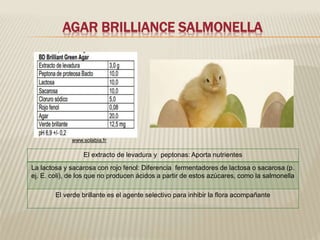 AGAR BRILLIANCE SALMONELLA 
www.solabia.fr 
El extracto de levadura y peptonas: Aporta nutrientes 
La lactosa y sacarosa con rojo fenol: Diferencia fermentadores de lactosa o sacarosa (p. 
ej. E. coli), de los que no producen ácidos a partir de estos azúcares, como la salmonella 
El verde brillante es el agente selectivo para inhibir la flora acompañante 
 