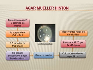 AGAR MUELLER HINTON 
Toma inoculo de 2- 
3 colonias de 
interés 
Se suspende en 
Caldo BHI 
0.5 turbidez de 
McFarland 
Se pasa la 
suspensión a agar 
Mueller Hinton 
Siembra masiva 
Observar los halos de 
sensibilidad 
Incubar a 37 °C por 
24 -48 horas 
Colocar sensidiscos 
específicos 
www.fcm.uncu.edu.ar 
 
