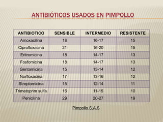 ANTIBIÓTICOS USADOS EN PIMPOLLO 
ANTIBIOTICO SENSIBLE INTERMEDIO RESISTENTE 
Amoxacilina 18 16-17 15 
Ciprofloxacina 21 16-20 15 
Eritromicina 18 14-17 13 
Fosfomicina 18 14-17 13 
Gentamicina 15 13-14 12 
Norfloxacina 17 13-16 12 
Streptomicina 15 12-14 11 
Trimetoprim sulfa 16 11-15 10 
Penicilina 29 20-27 19 
Pimpollo S.A.S 
 