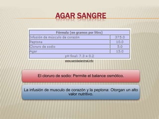 AGAR SANGRE 
www.sanidadanimal.info 
El cloruro de sodio: Permite el balance osmótico. 
La infusión de musculo de corazón y la peptona: Otorgan un alto 
valor nutritivo. 
 
