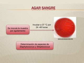 AGAR SANGRE 
Incubar a 37 °C por 
Se inocula la muestra 24 -48 horas 
por agotamiento 
Determinación de especies de 
Staphylococcus y Streptococcus 
www.sanidadanimal.info 
 