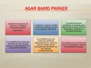 AGAR BAIRD PARKER 
Contiene las fuentes de 
carbono y nitrógeno 
necesarias para el 
crecimiento. 
La glicina, el cloruro de litio 
y el telurito potásico actúan 
como agentes selectivos. 
La yema de huevo 
constituye el sustrato para 
determinar la producción de 
lecitinasa y, además, la 
actividad de lipasa. 
Los estafilococos producen 
colonias de color de gris 
oscuro a negro debido a la 
reducción del telurito 
Los estafilococos que 
producen lecitinasa 
descomponen la yema de 
huevo y crean zonas 
transparentes alrededor de 
las colonias 
correspondientes. 
Es posible que se forme una 
zona de precipitación debido 
a la actividad de lipasa. 
 