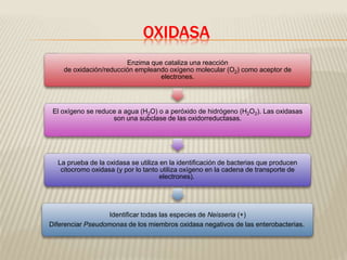 OXIDASA 
Enzima que cataliza una reacción 
de oxidación/reducción empleando oxígeno molecular (O2) como aceptor de 
electrones. 
El oxígeno se reduce a agua (H2O) o a peróxido de hidrógeno (H2O2). Las oxidasas 
son una subclase de las oxidorreductasas. 
La prueba de la oxidasa se utiliza en la identificación de bacterias que producen 
citocromo oxidasa (y por lo tanto utiliza oxígeno en la cadena de transporte de 
electrones). 
Identificar todas las especies de Neisseria (+) 
Diferenciar Pseudomonas de los miembros oxidasa negativos de las enterobacterias. 
 