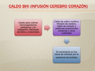 CALDO BHI (INFUSIÓN CEREBRO CORAZÓN) 
Usado para cultivar 
microorganismos 
patógenos y no 
patógenos, Bacterias 
aerobias y anaerobias 
Caldo de cultivo nutritivo: 
Infusión de cerebro, 
tejido de corazón y 
peptonas proporcional 
proteínas y otros 
nutrientes 
El crecimiento en los 
tubos es indicado por la 
presencia de turbidez 
 