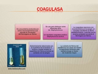 COAGULASA 
Es una proteína producida por 
varios microorganismos que 
permite la conversión 
del fibrinógeno en fibrina. 
Se usa para distinguir entre 
diferentes tipos 
de: Staphylococcus. 
Un resultado coagulasa positivo: 
Staphylococcus aureus. 
La coagulasa reacciona con 
la protrombina en la sangre, el 
complejo resultante se llama 
estafilotrombina, y permite que la 
enzima proteasa convierta el 
fibrinógeno en fibrina. 
Estrechamente relacionada con 
la superficie de la bacteria S. 
aureus y puede revestir su 
superficie con fibrina al entrar en 
contacto con la sangre. 
La cubierta de fibrina del 
estafilococo es capaz de resistir 
la fagocitosis haciendo esta 
bacteria tenga un factor 
de virulencia mayor. 
www.medioscultivo.com 
 