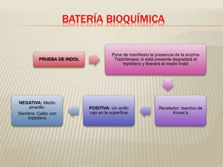 BATERÍA BIOQUÍMICA 
PRUEBA DE INDOL 
Pone de manifiesto la presencia de la enzima 
Triptofanasa: si está presente degradará el 
triptófano y liberará al medio Indol 
Revelador: reactivo de 
Kovac’s 
POSITIVA: Un anillo 
rojo en la superficie 
NEGATIVA: Medio 
amarillo. 
Siembra: Caldo con 
triptofano 
 
