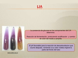 LIA 
La presencia de glucosa en los componentes del LIA 
determina: 
Reacción de fermentación, produciendo acidificación y cambio 
de color del medio a amarillo 
www.scielo.org.co 
El pH favorable para la reacción de descarboxilacion que 
ocurre después, volviendo a su color violeta original la 
parte del fondo del tubo 
 
