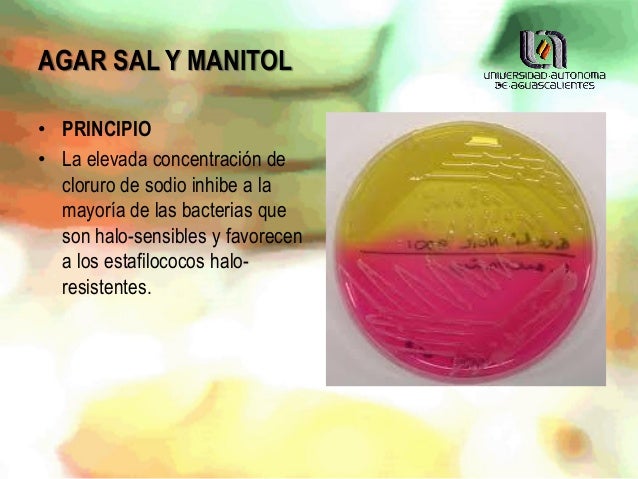 Medio De Cultivo Agar Sal Y Manitol