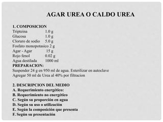 1. COMPOSICION
Tripteina 1.0 g
Glucosa 1.0 g
Cloruro de sodio 5.0 g
Fosfato monopotasico 2 g
Agar - Agar 15 g
Rojo fenol 0.02 g
Agua destilada 1000 ml
PREPARACION:
Suspender 24 g en 950 ml de agua. Esterilizar en autoclave
Agregar 50 ml de Urea al 40% por filtracion
2. DESCRIPCION DEL MEDIO
A. Requerimiento energético:
B. Requerimiento no energético
C. Según su proporción en agua
D. Según su uso o utilización
E. Según la composición que presenta
F. Según su presentación
AGAR UREA O CALDO UREA
 