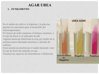 1. FUNDAMENTO
AGAR UREA
En el medio de cultivo, la tripteína y la glucosa,
aportan los nutrientes para el desarrollo del
microorganismos.
El cloruro de sodio mantiene el balance osmótico, y
el rojo de fenol es el indicador de pH.
Algunas bacterias hidrolizan la urea por medio de la
enzima ureasa liberando amoníaco y dióxido de
carbono.
Estos productos alcalinizan el medio haciendo virar
el rojo de fenol del amarillo al rojo.
Tenemos las especies de Enterobacter o Klebsiella.
 