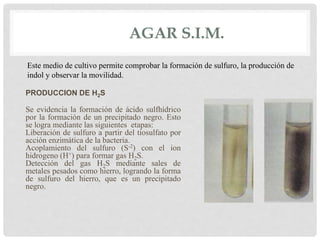 AGAR S.I.M.
PRODUCCION DE H2S
Se evidencia la formación de ácido sulfhídrico
por la formación de un precipitado negro. Esto
se logra mediante las siguientes etapas:
Liberación de sulfuro a partir del tiosulfato por
acción enzimática de la bacteria.
Acoplamiento del sulfuro (S-2) con el ion
hidrogeno (H+) para formar gas H2S.
Detección del gas H2S mediante sales de
metales pesados como hierro, logrando la forma
de sulfuro del hierro, que es un precipitado
negro.
Este medio de cultivo permite comprobar la formación de sulfuro, la producción de
indol y observar la movilidad.
 