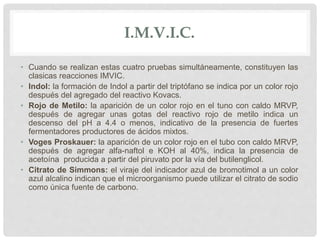 I.M.V.I.C.
• Cuando se realizan estas cuatro pruebas simultáneamente, constituyen las
clasicas reacciones IMVIC.
• Indol: la formación de Indol a partir del triptófano se indica por un color rojo
después del agregado del reactivo Kovacs.
• Rojo de Metilo: la aparición de un color rojo en el tuno con caldo MRVP,
después de agregar unas gotas del reactivo rojo de metilo indica un
descenso del pH a 4.4 o menos, indicativo de la presencia de fuertes
fermentadores productores de ácidos mixtos.
• Voges Proskauer: la aparición de un color rojo en el tubo con caldo MRVP,
después de agregar alfa-naftol e KOH al 40%, indica la presencia de
acetoína producida a partir del piruvato por la vía del butilenglicol.
• Citrato de Simmons: el viraje del indicador azul de bromotimol a un color
azul alcalino indican que el microorganismo puede utilizar el citrato de sodio
como única fuente de carbono.
 