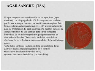 AGAR SANGRE (TSA)
El agar sangre es una combinación de un agar base (agar
nutritivo) con el agregado de 5 % de sangre ovina, también
puede usarse sangre humana, para cultivos en una placa Petri.
Se necesitara una temperatura de 45 - 50 º aproximadamente
para su preparación. El agar sangre aporta muchos factores de
enriquecimiento. Se usa también para ver la capacidad
hemolítica de los microorganismos patógenos (que es un
factor de virulencia). Observando los halos hemolíticos
alrededor de las colonias se determina el tipo de hemólisis que
posee:
•alfa: halos verdosos (reducción de la hemoglobina de los
glóbulos rojos a metahemoglobina en el medio)
•beta: halos incoloros (hemolisis total)
•gamma: inexistencia de halos (sin hemolisis)
 