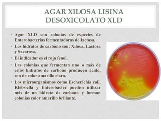 AGAR XILOSA LISINA
DESOXICOLATO XLD
• Agar XLD con colonias de especies de
Enterobacterias fermentadoras de lactosa.
• Los hidratos de carbono son: Xilosa, Lactosa
y Sacarosa.
• El indicador es el rojo fenol.
• Las colonias que fermentan uno o más de
estos hidratos de carbono producen ácido,
son de color amarillo claro.
• Los microorganismos como Escherichia coli,
Klebsiella y Enterobacter pueden utilizar
más de un hidrato de carbono y forman
colonias color amarillo brillante.
 