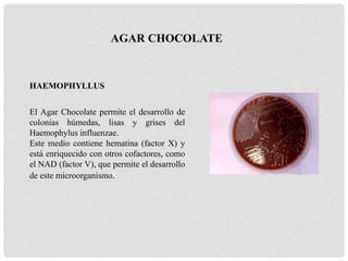HAEMOPHYLLUS
El Agar Chocolate permite el desarrollo de
colonias húmedas, lisas y grises del
Haemophylus influenzae.
Este medio contiene hematina (factor X) y
está enriquecido con otros cofactores, como
el NAD (factor V), que permite el desarrollo
de este microorganismo.
AGAR CHOCOLATE
 