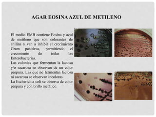 AGAR EOSINAAZUL DE METILENO
El medio EMB contiene Eosina y azul
de metileno que son colorantes de
anilina y van a inhibir el crecimiento
Gram positivos, permitiendo el
crecimiento de todas las
Enterobacterias.
Las colonias que fermentan la lactosa
y/o sacarosa se observan de un color
púrpura. Las que no fermentan lactosa
ni sacarosa se observan incoloras.
La Escherichia coli se observa de color
púrpura y con brillo metálico.
 