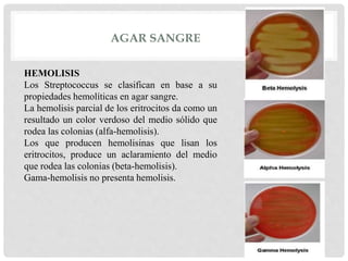 AGAR SANGRE
HEMOLISIS
Los Streptococcus se clasifican en base a su
propiedades hemolíticas en agar sangre.
La hemolisis parcial de los eritrocitos da como un
resultado un color verdoso del medio sólido que
rodea las colonias (alfa-hemolisis).
Los que producen hemolisinas que lisan los
eritrocitos, produce un aclaramiento del medio
que rodea las colonias (beta-hemolisis).
Gama-hemolisis no presenta hemolisis.
 